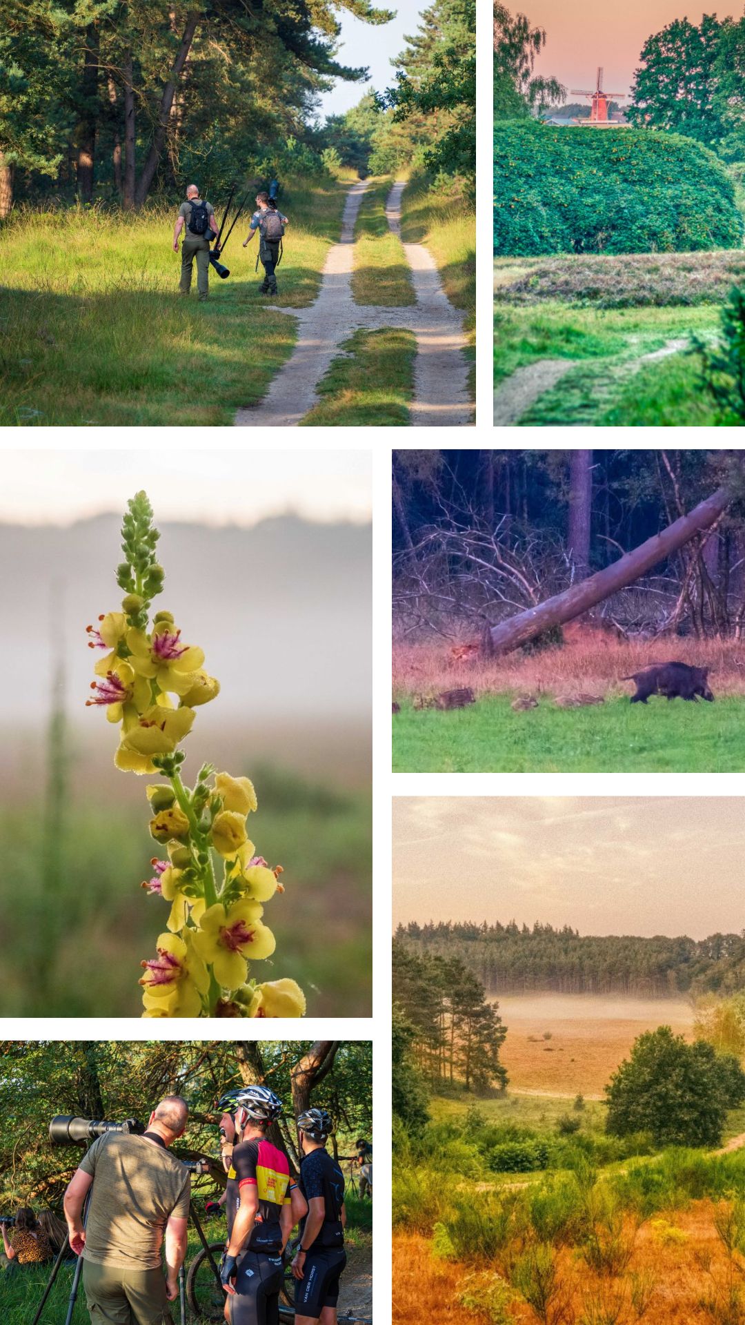 Minicamping De Solse Berg Veluwe impressie